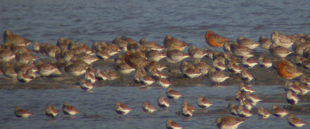 Great Knot - ML38453391