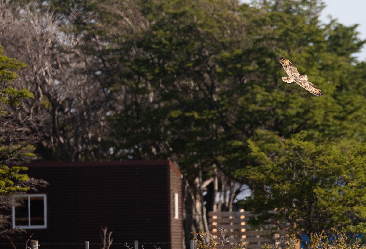 Short-eared Owl (South American) - ML384535831