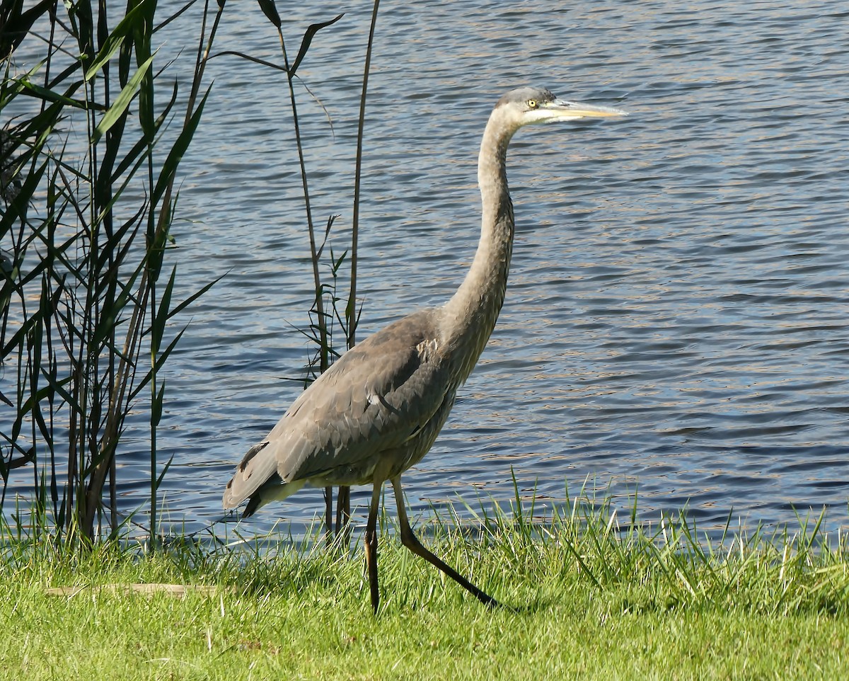 Great Blue Heron - ML384536821