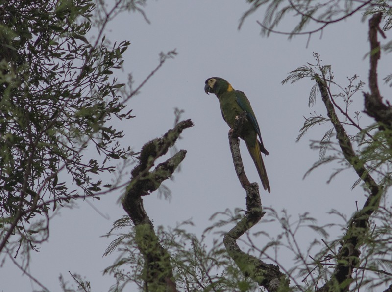 Guacamayo Acollarado - ML38453911