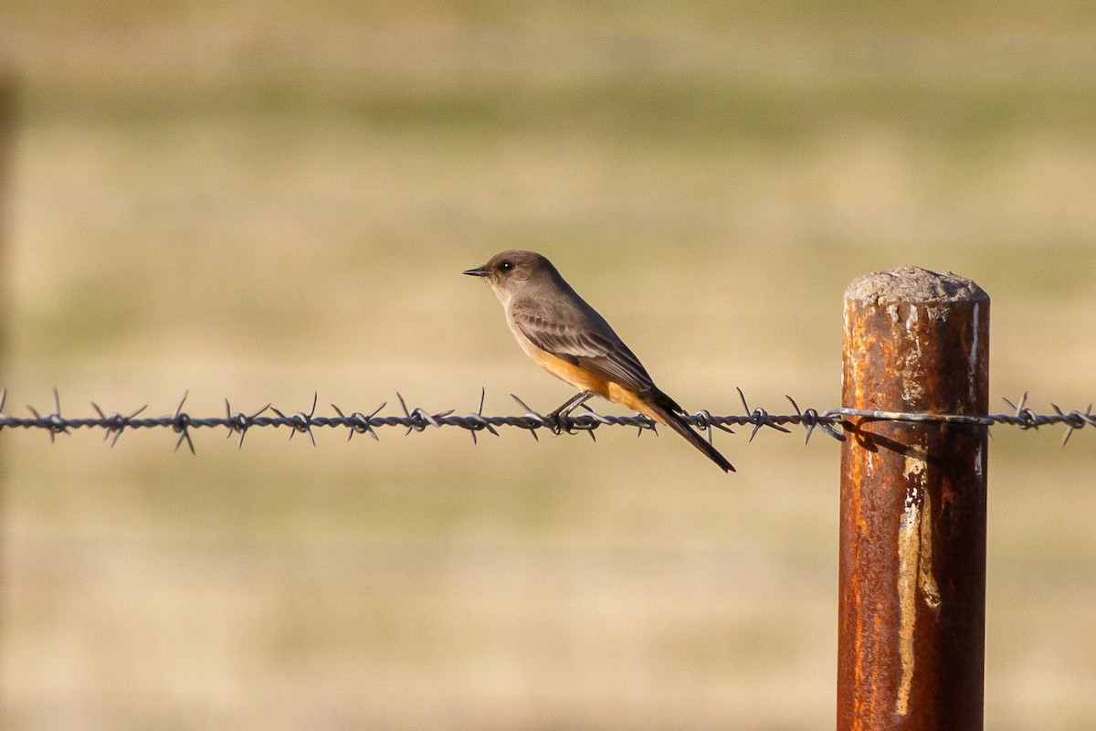 Say's Phoebe - Mark Stephenson