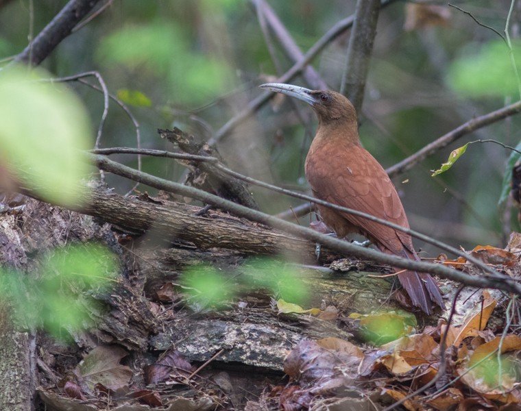 Great Rufous Woodcreeper - ML38453971