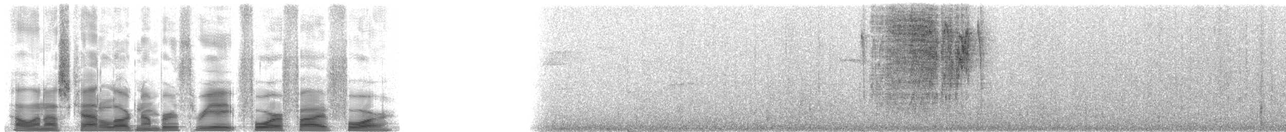 Zuckervogel [bartholemica-Gruppe] - ML38454