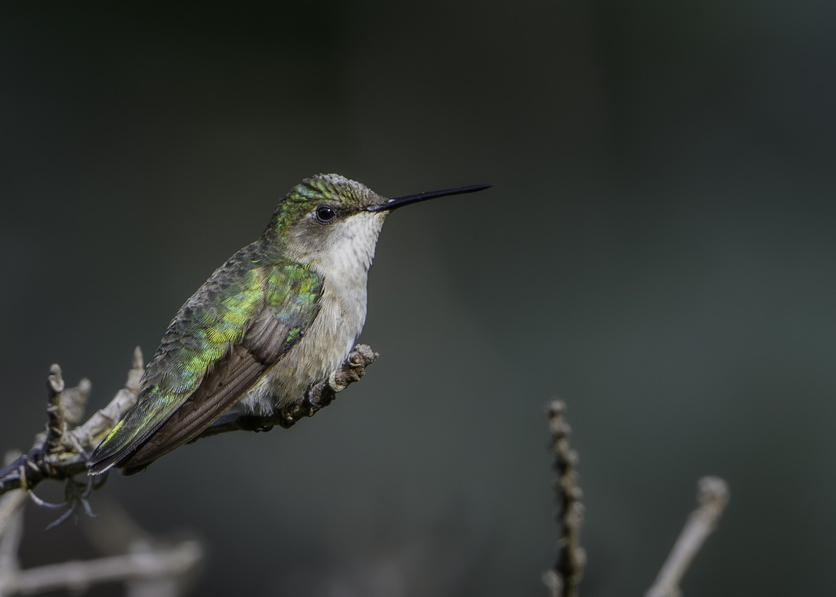 Ruby-throated Hummingbird - ML384540391