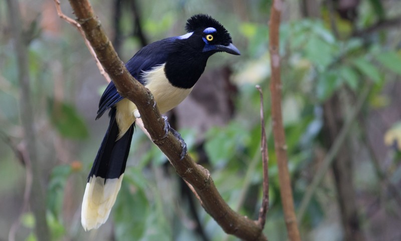 Plush-crested Jay - ML38454041