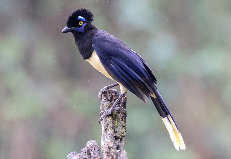 Plush-crested Jay - Jake Mohlmann