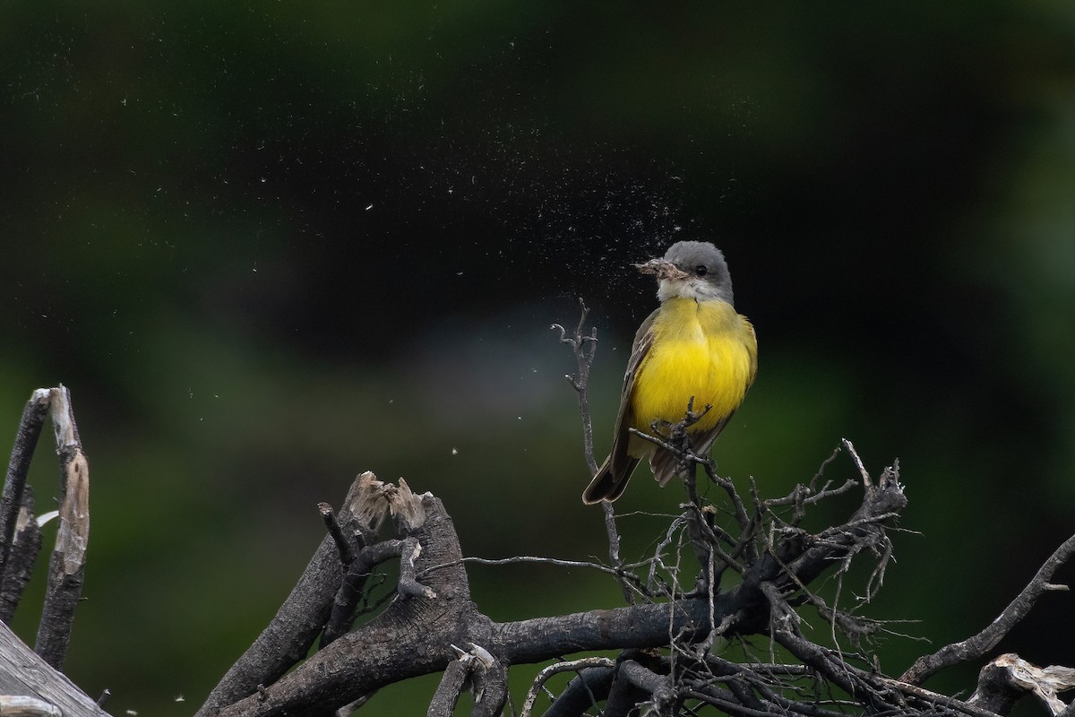 Tropical Kingbird - ML384540711