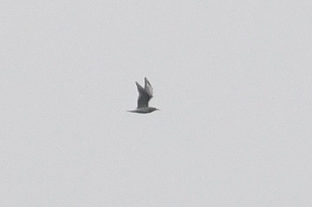 Bonaparte's Gull - ML384541391