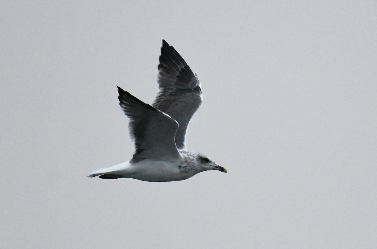 Lesser Black-backed Gull - ML384541511