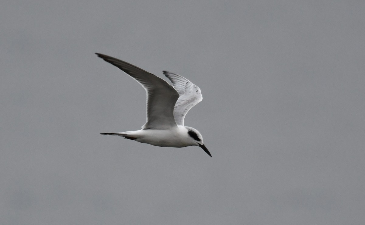 Forster's Tern - Tim Healy