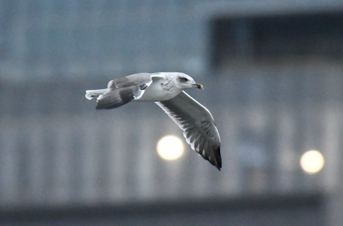 Lesser Black-backed Gull - ML384541531