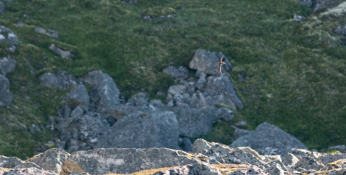 Wilson's Snipe - ML384542621