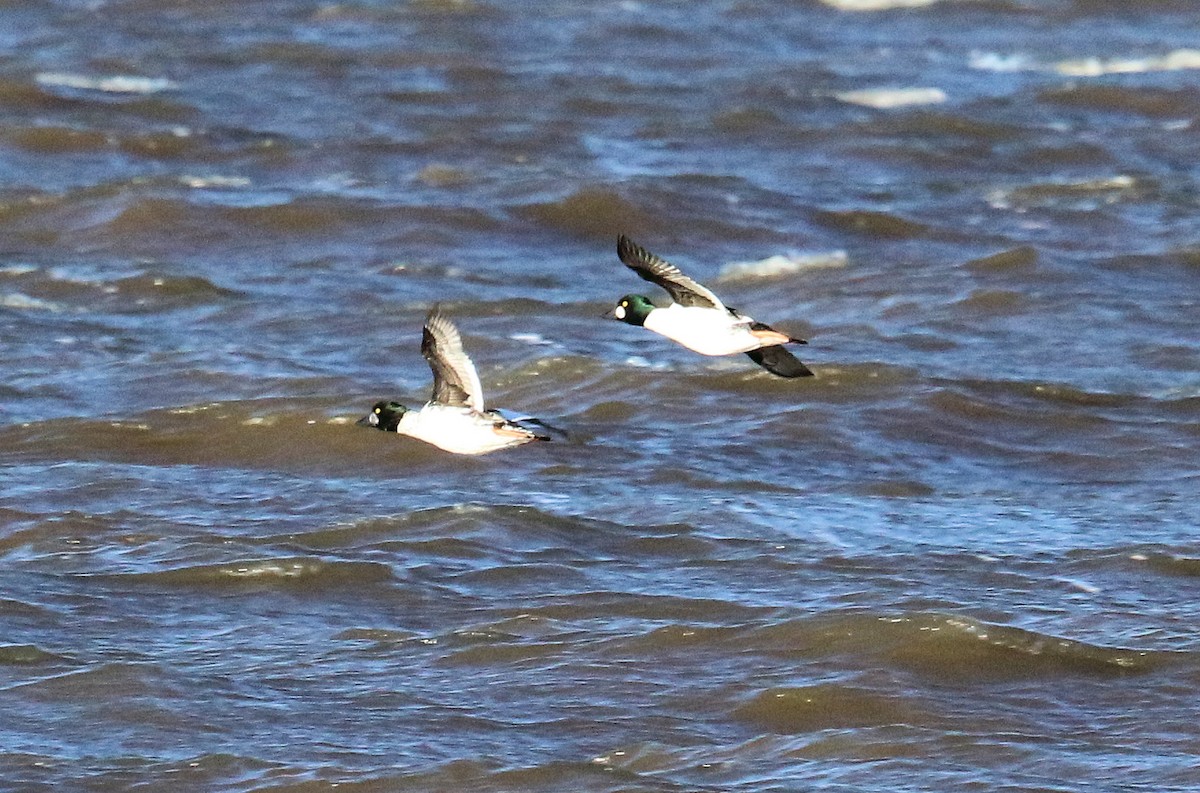 Common Goldeneye - ML384542661