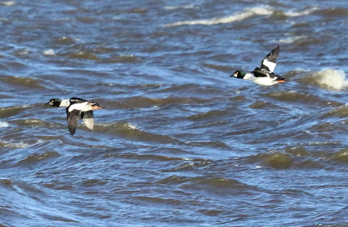 Common Goldeneye - ML384542711