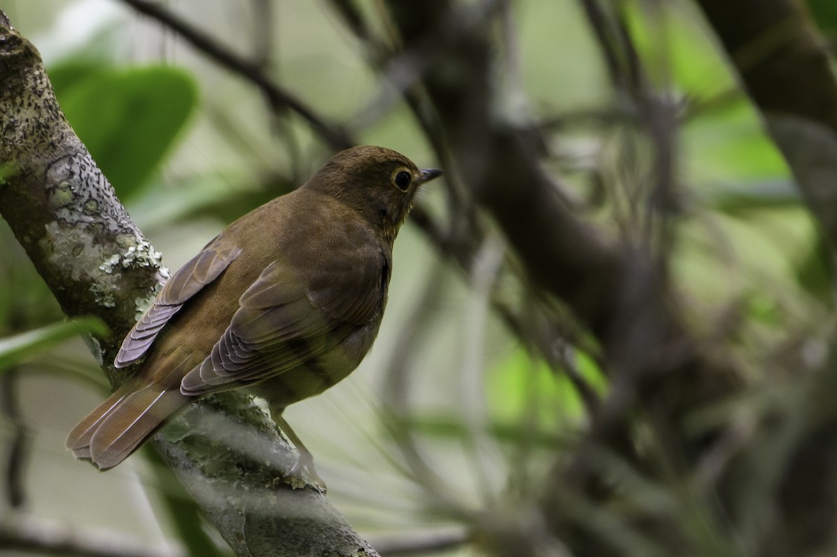 Swainson's Thrush - ML384542781