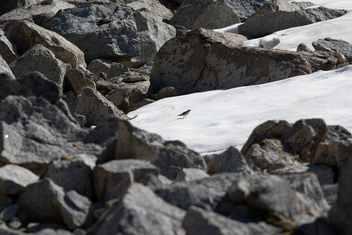 Snow Bunting - ML384542891