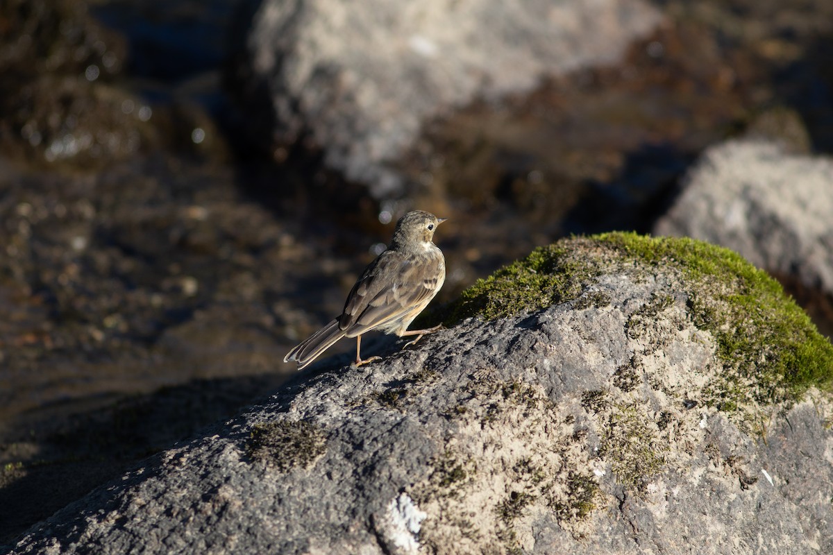 Pipit d'Amérique - ML384542941