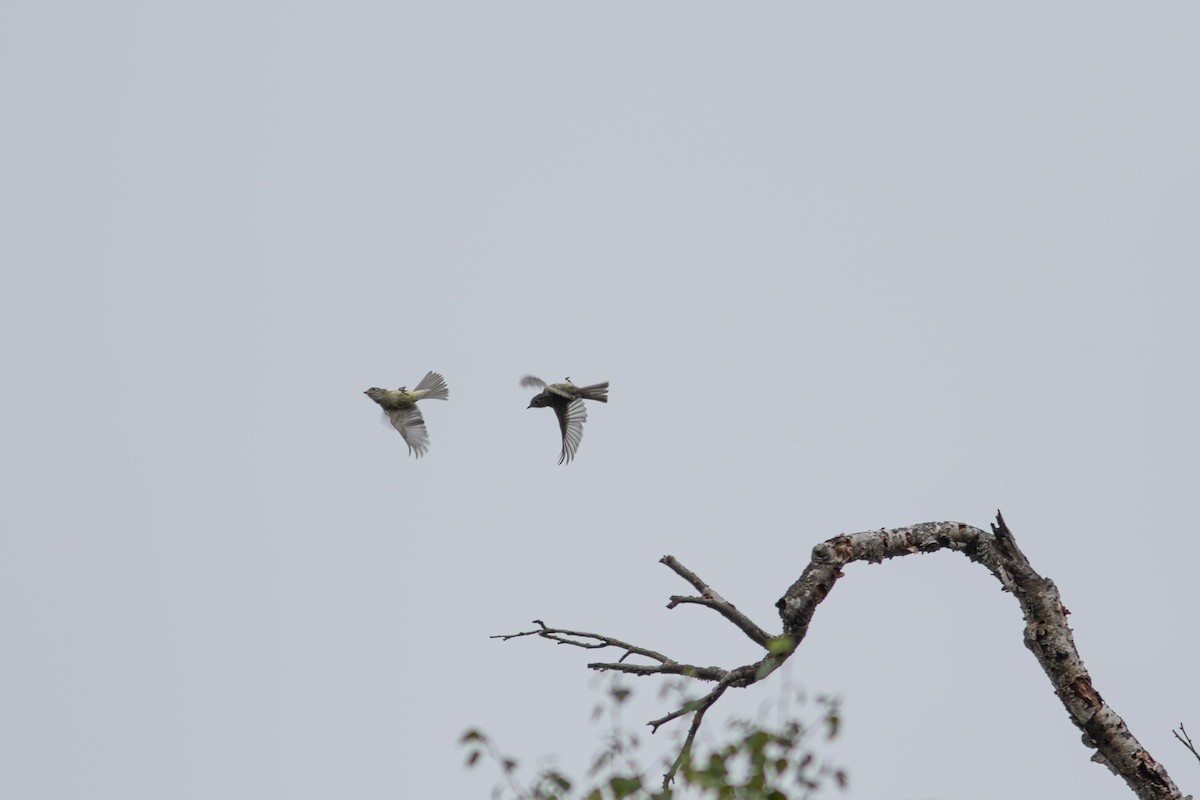 Hammond's Flycatcher - ML384543821