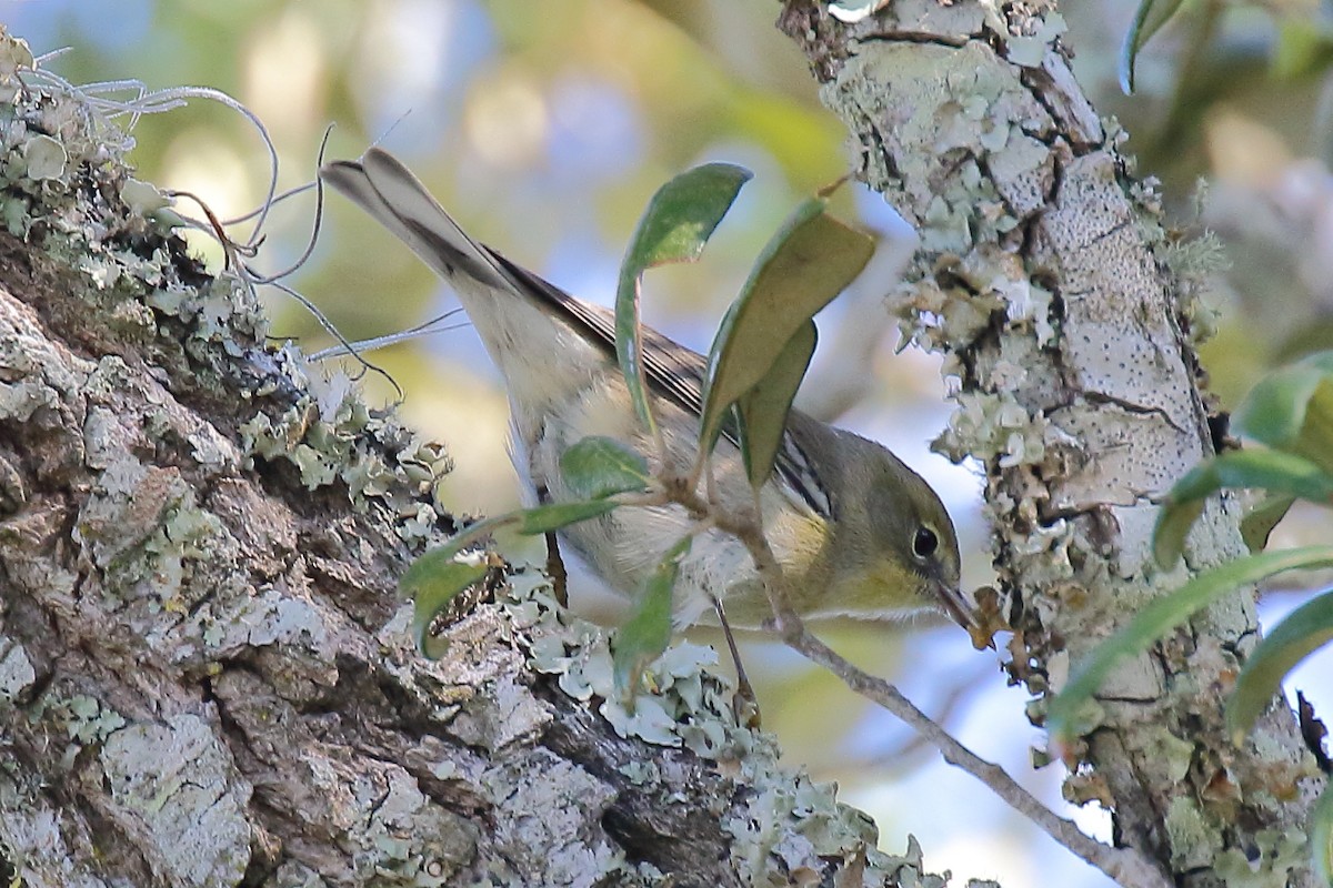 Pine Warbler - Doug Beach