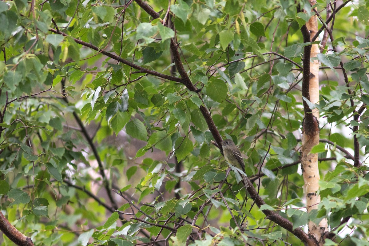 Hammond's Flycatcher - ML384543931