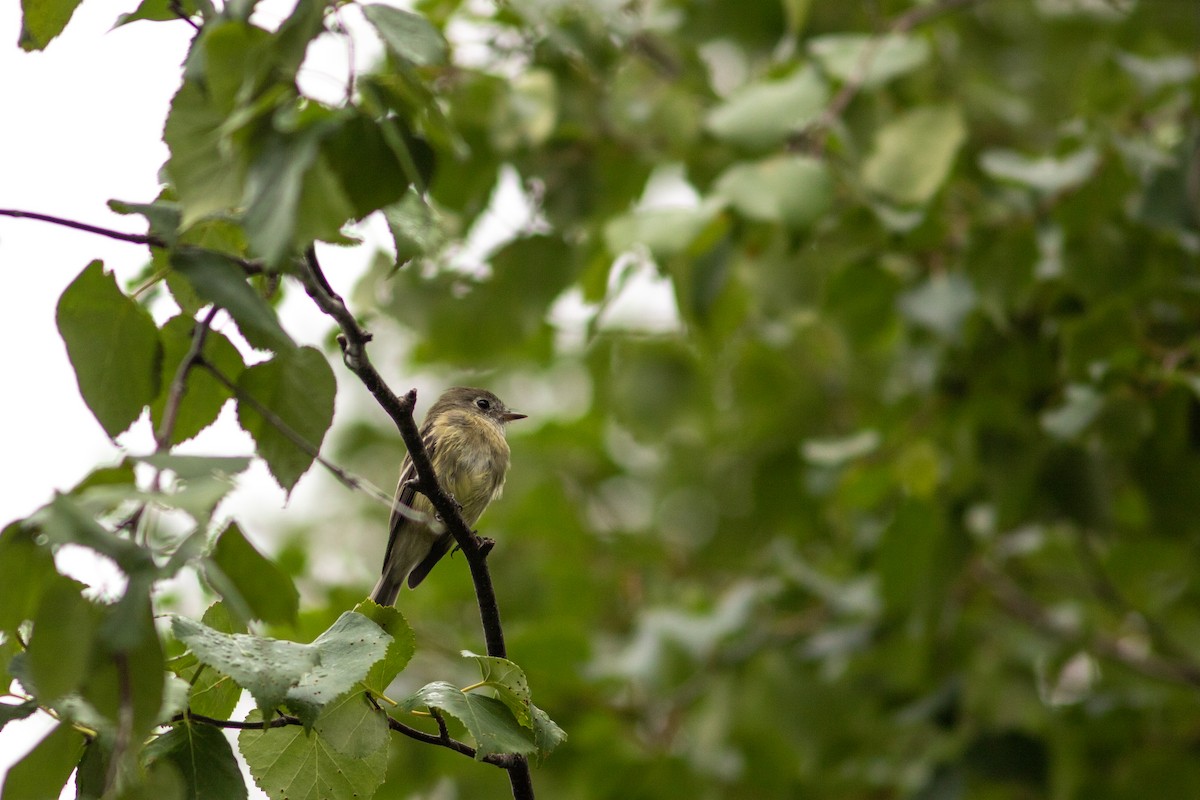 Hammond's Flycatcher - ML384543941