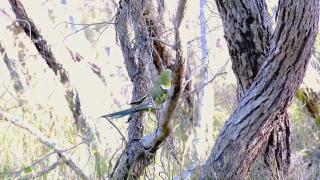 オグロインコ - ML384544051