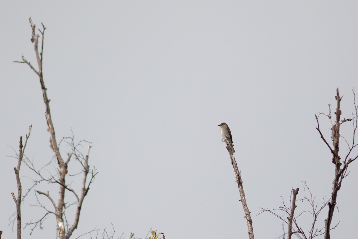 Western Wood-Pewee - ML384544091