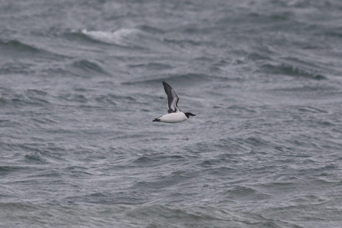 Dickschnabellumme - ML384544441