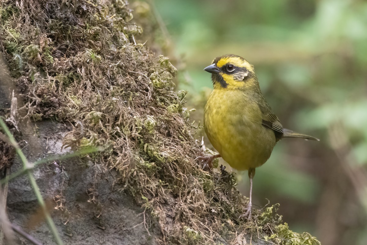 Yellow-striped Brushfinch - ML384544791