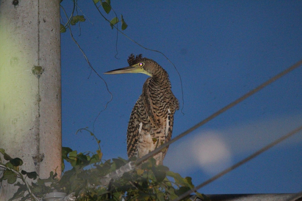 Bare-throated Tiger-Heron - ML384545151