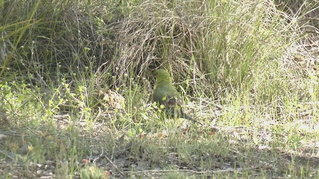 Regent Parrot - ML384545201