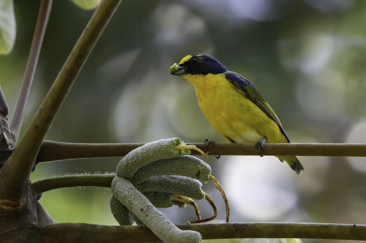 Yellow-throated Euphonia - Gabriel Cordón