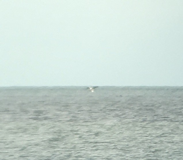 American White Pelican - Kiah R. Jasper