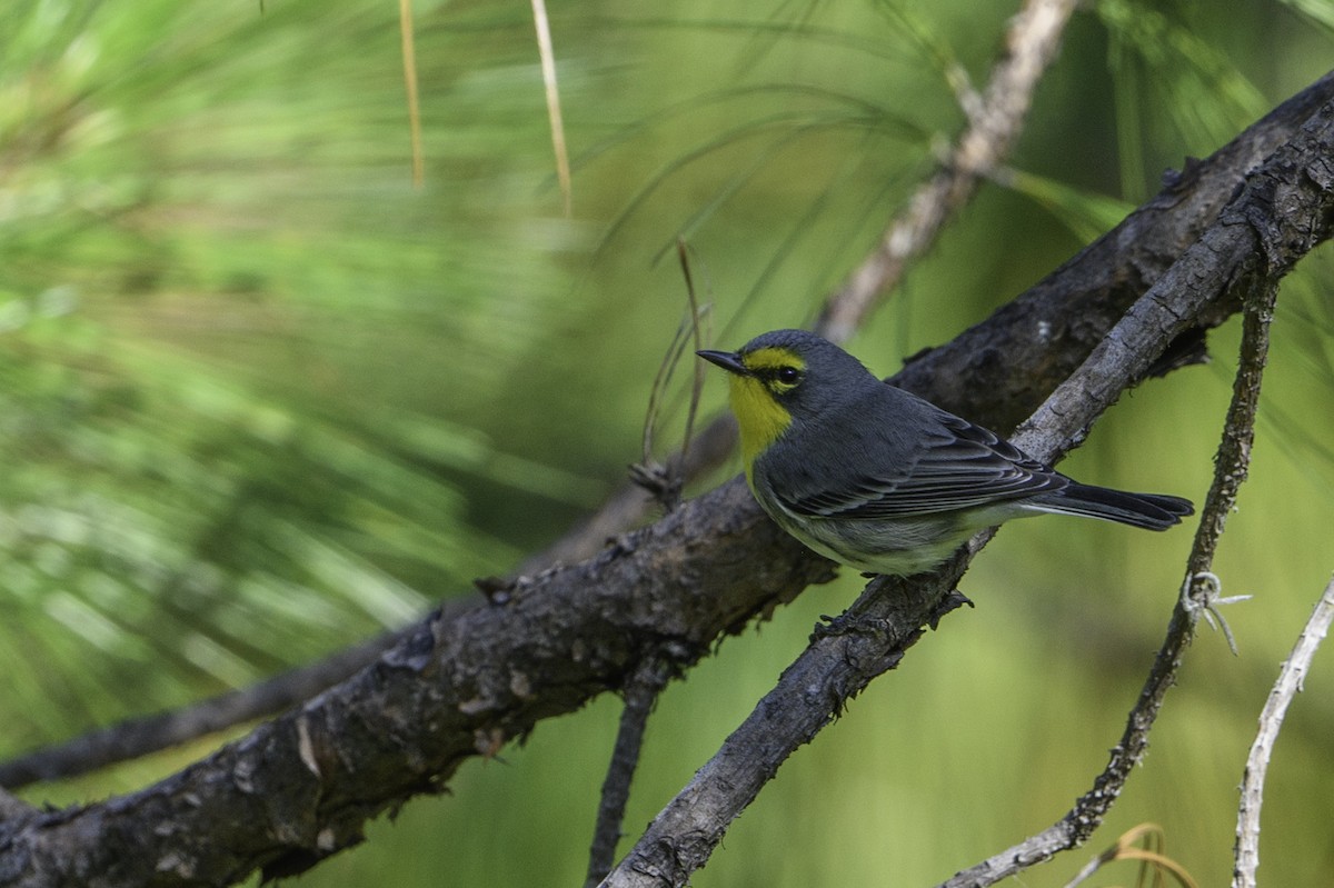 Grace's Warbler - ML384546441