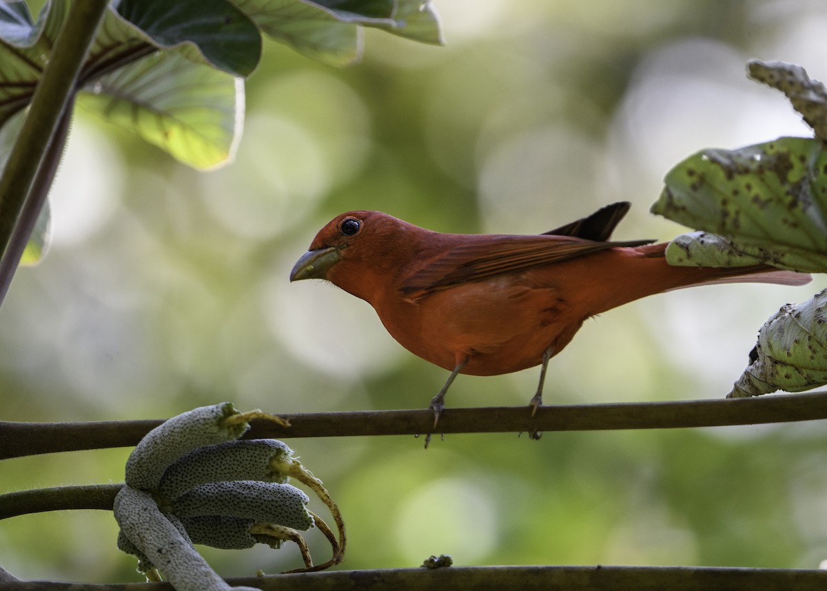 Summer Tanager - Gabriel Cordón