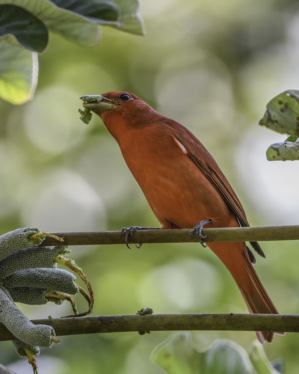 Summer Tanager - ML384546821