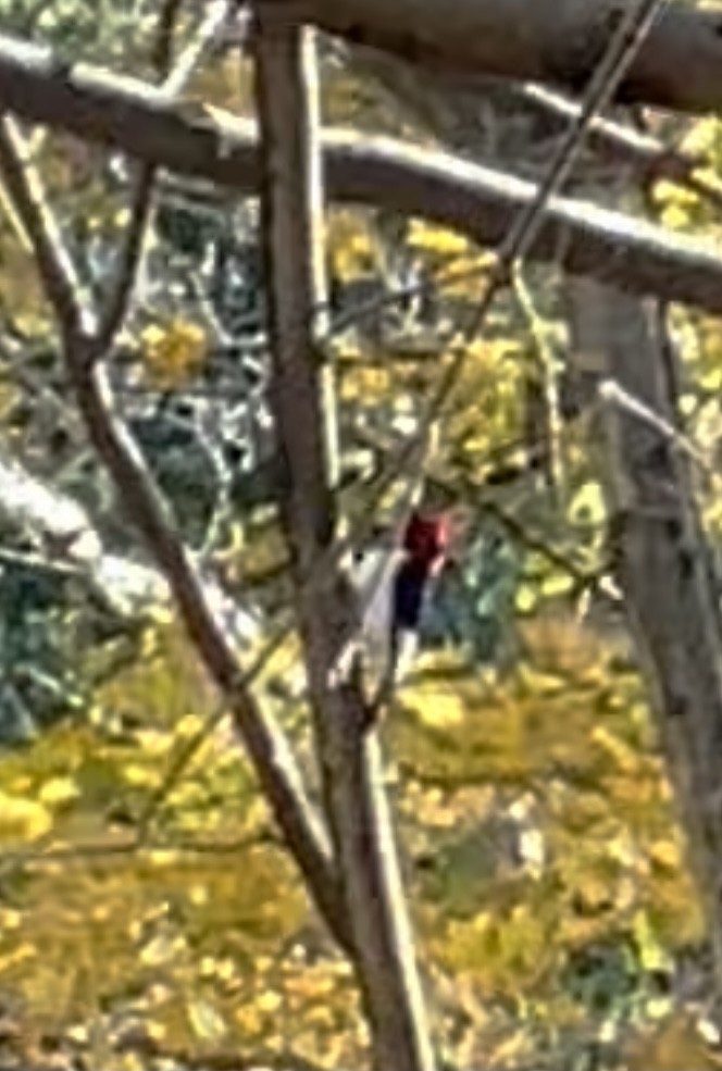 Red-headed Woodpecker - Tom Coughlan