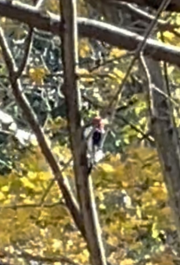 Red-headed Woodpecker - Tom Coughlan