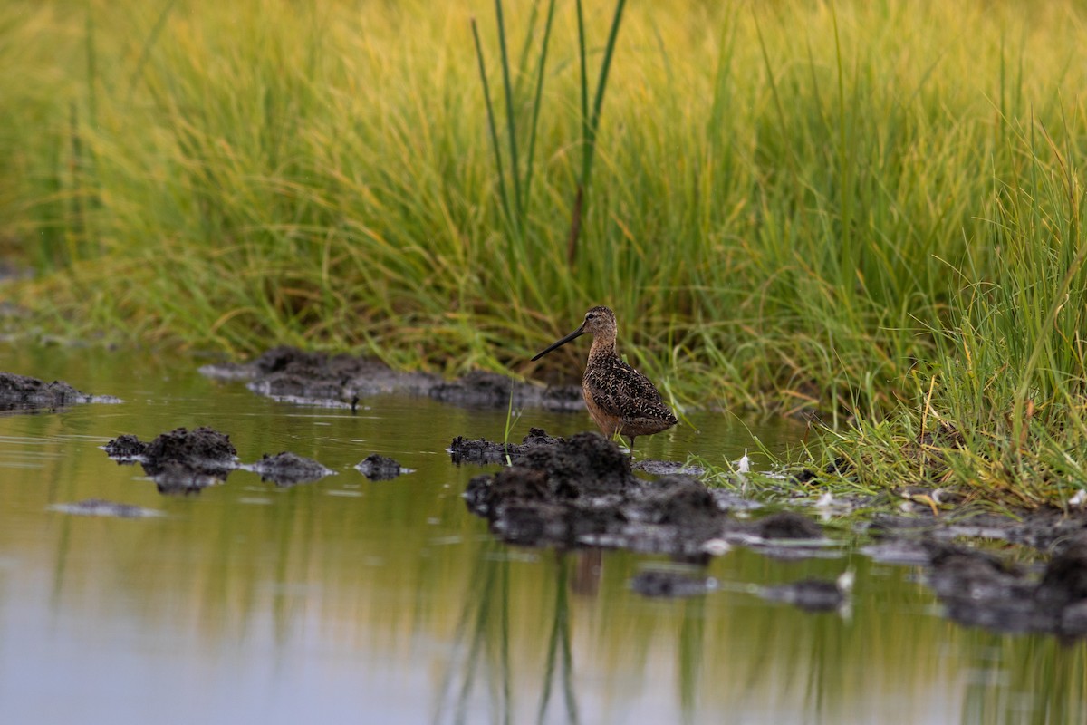 Short-billed Dowitcher - ML384547051