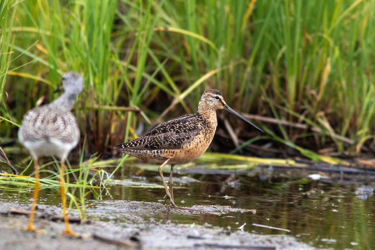 Short-billed Dowitcher - ML384547091