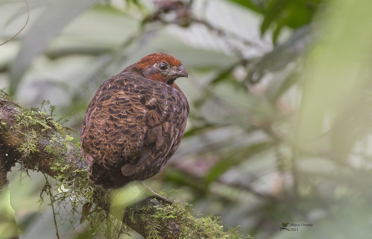 Black-eared Wood-Quail - ML384547301