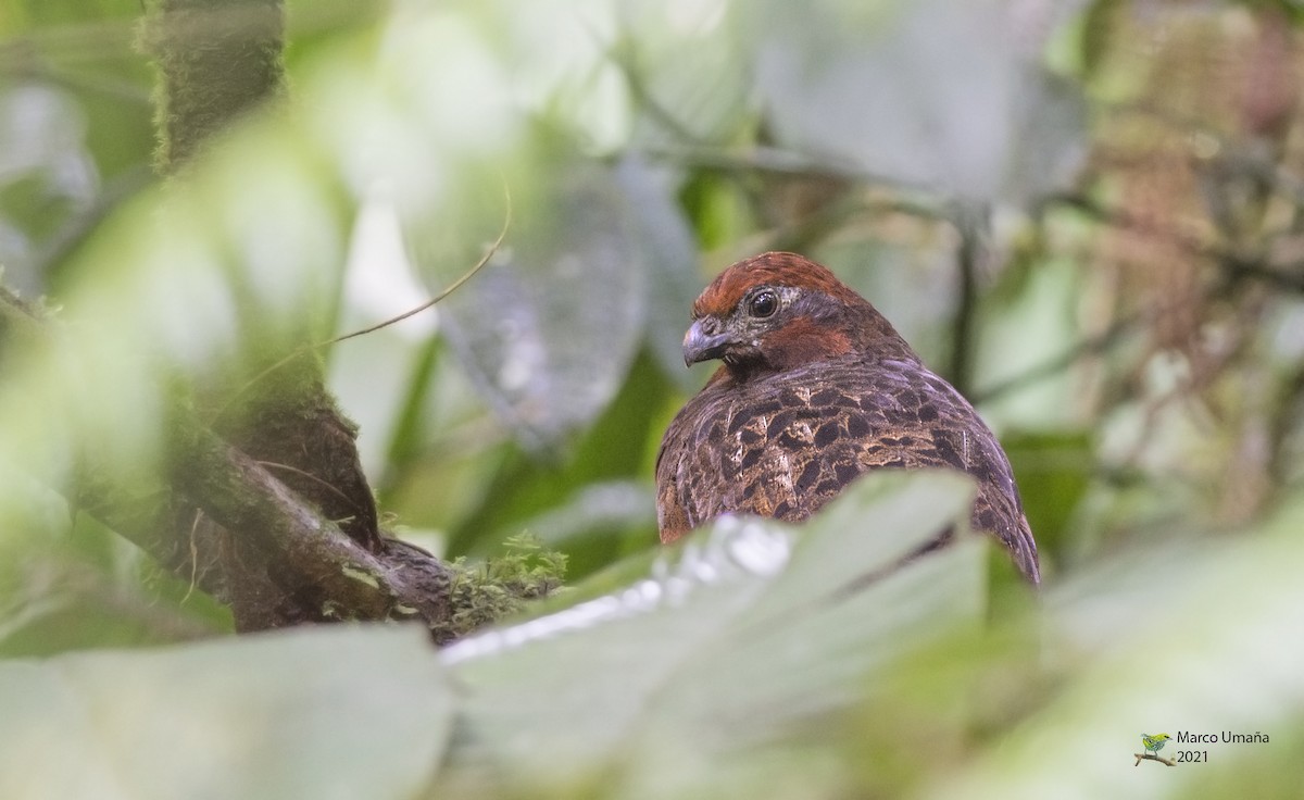 Black-eared Wood-Quail - ML384547451