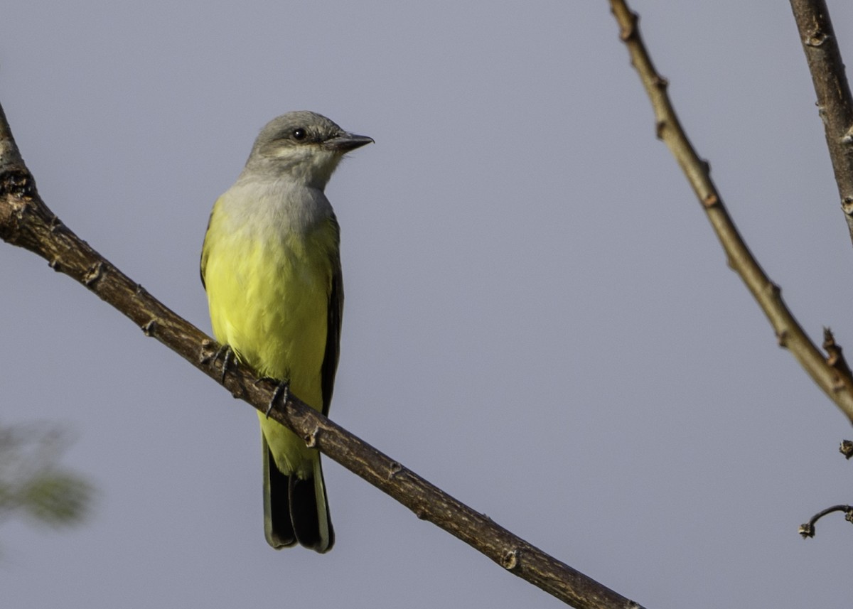 Tropical Kingbird - ML384547641