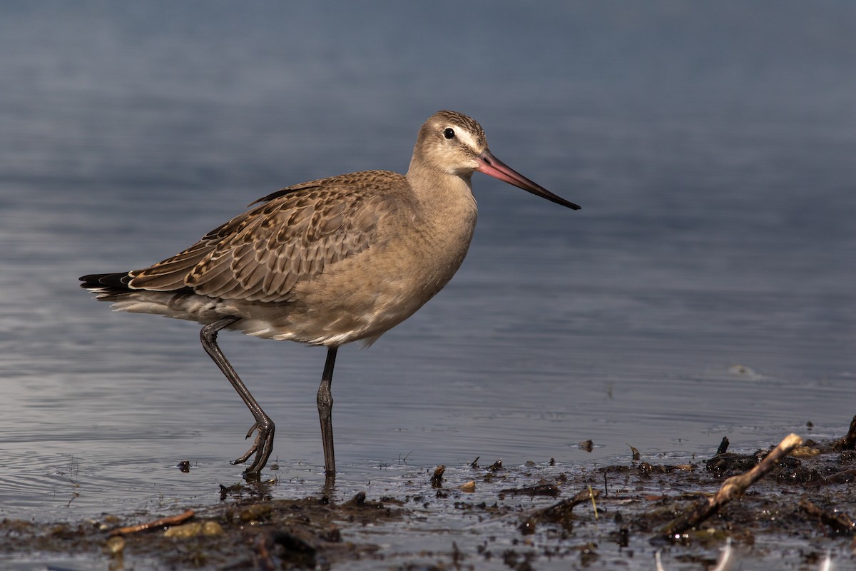 Hudsonian Godwit - ML384547711
