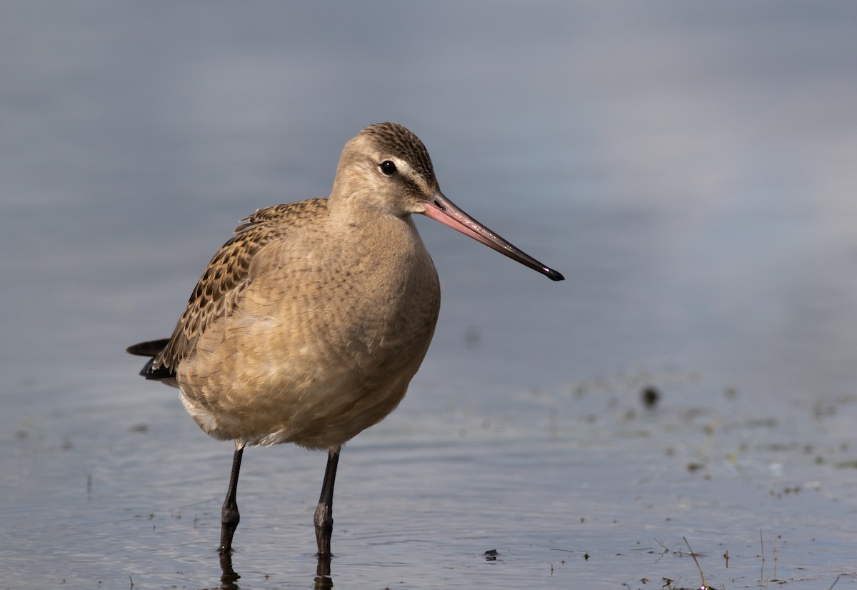 Hudsonian Godwit - ML384547741