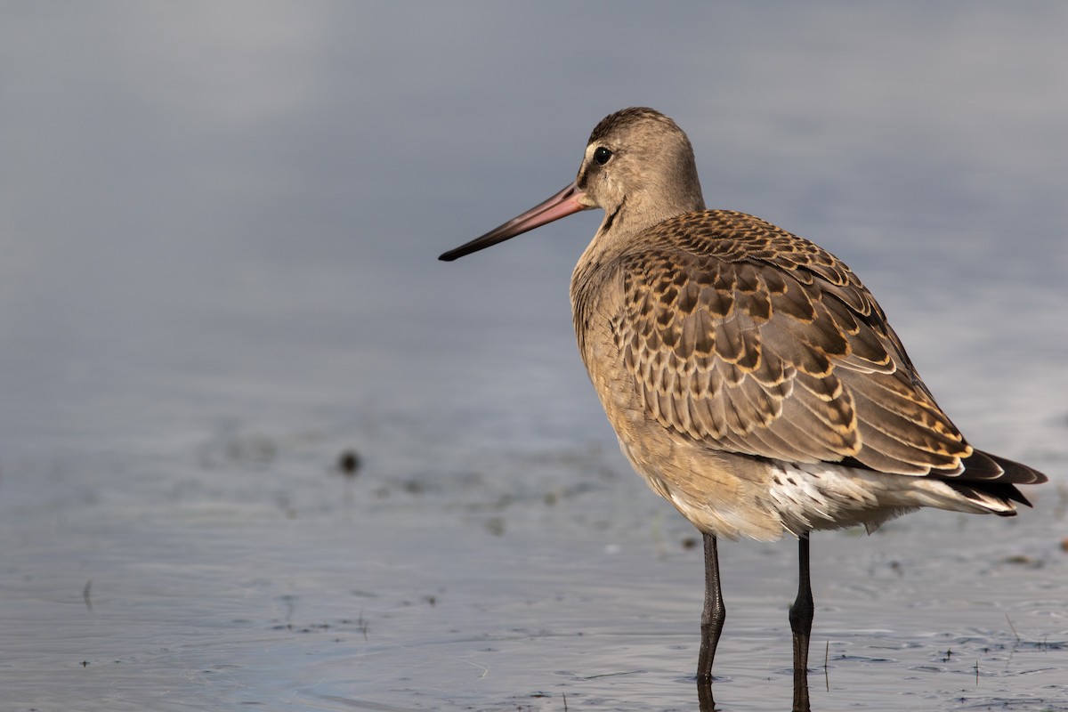 Hudsonian Godwit - ML384547781