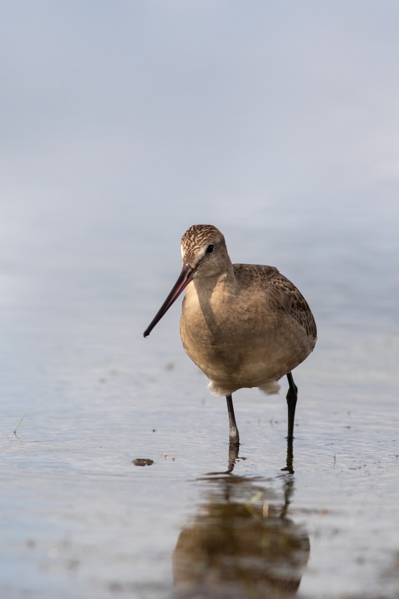 Hudsonian Godwit - ML384547791