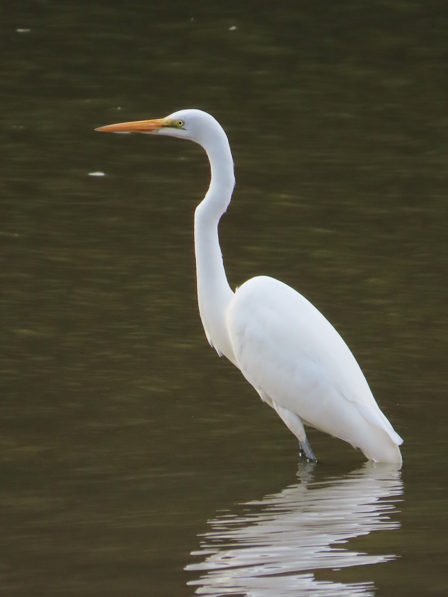 Great Egret - ML384547801