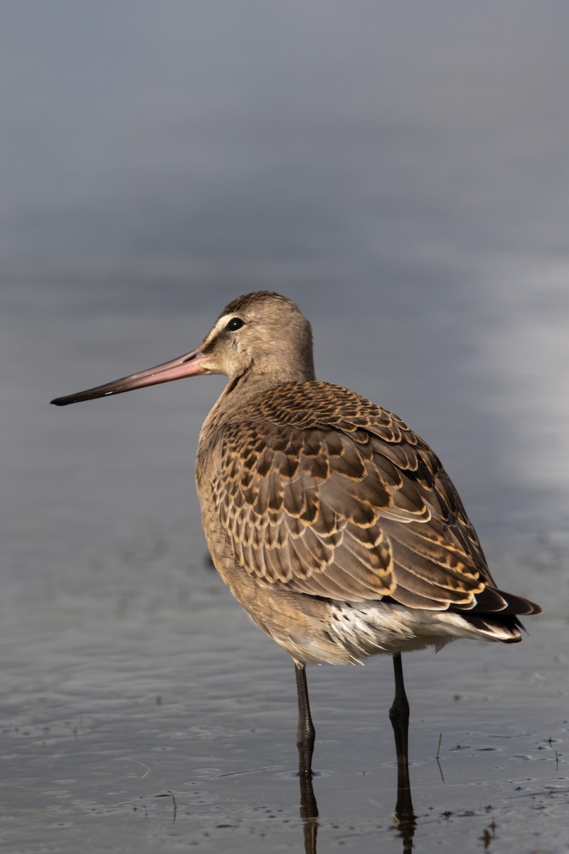 Hudsonian Godwit - ML384547861