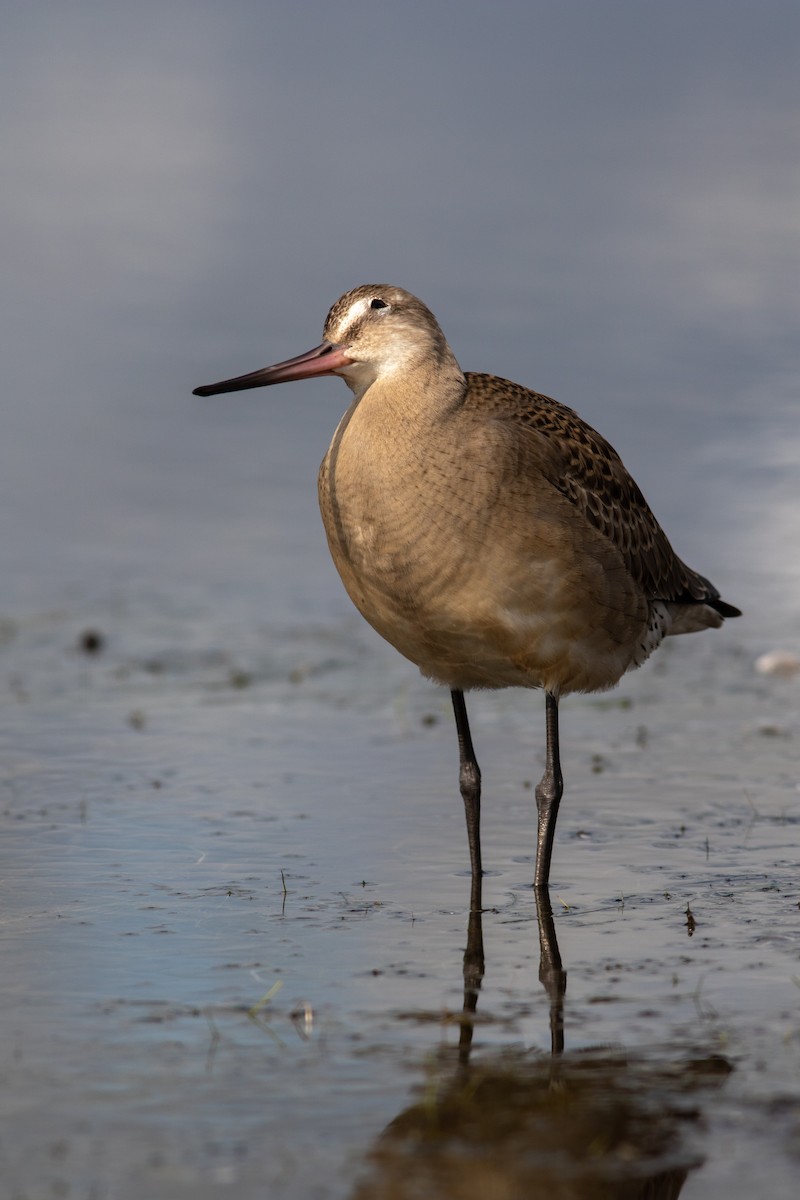Hudsonian Godwit - ML384547881